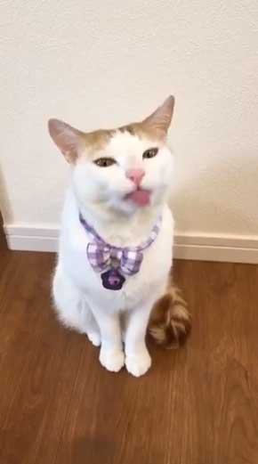 鮭 抱きしめ 猫 寝る ぬいぐるみ