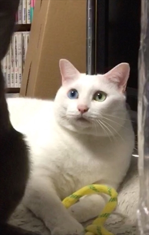 荒ぶる猫ちゃん