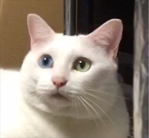 荒ぶる猫ちゃん