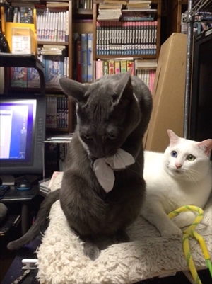 荒ぶる猫ちゃん