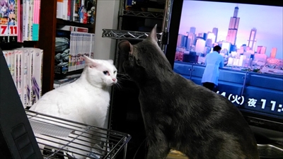 荒ぶる猫ちゃん