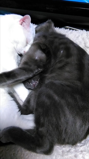 荒ぶる猫ちゃん