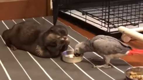 カワウソ ヨウム ご飯 横取り 盗み食い