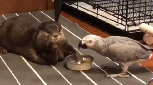 カワウソ ヨウム ご飯 横取り 盗み食い