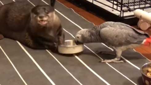 カワウソ ヨウム ご飯 横取り 盗み食い