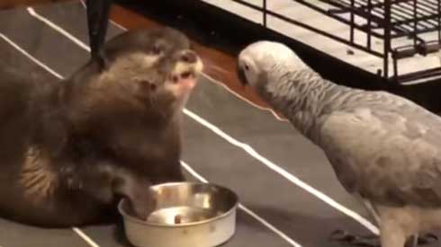 カワウソ ヨウム ご飯 横取り 盗み食い