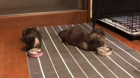 カワウソ ヨウム ご飯 横取り 盗み食い