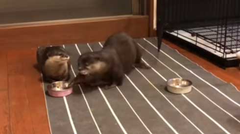 カワウソ ヨウム ご飯 横取り 盗み食い