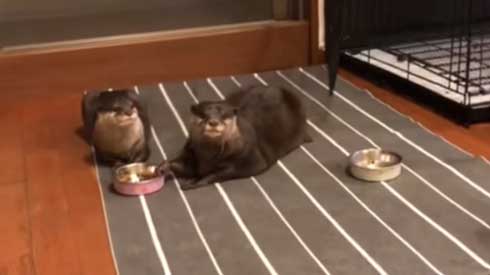 カワウソ ヨウム ご飯 横取り 盗み食い