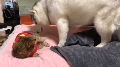 ハスキーと猫