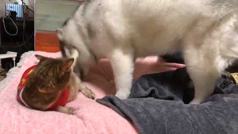 シベリアンハスキー 犬 シルビア 猫より弱い 泣き言