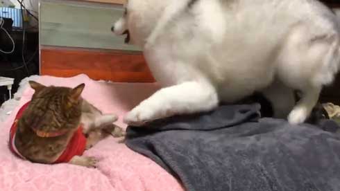 シベリアンハスキー 犬 シルビア 猫より弱い 泣き言