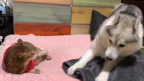 シベリアンハスキー 犬 シルビア 猫より弱い 泣き言