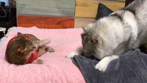 シベリアンハスキー 犬 シルビア 猫より弱い 泣き言