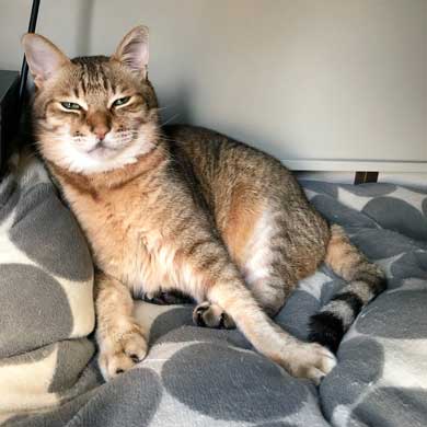 シベリアンハスキー 犬 シルビア 猫より弱い 泣き言