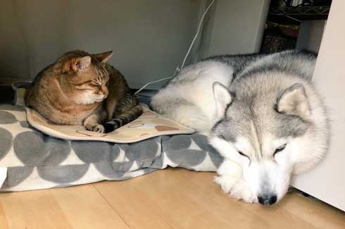 シベリアンハスキー 犬 シルビア 猫より弱い 泣き言