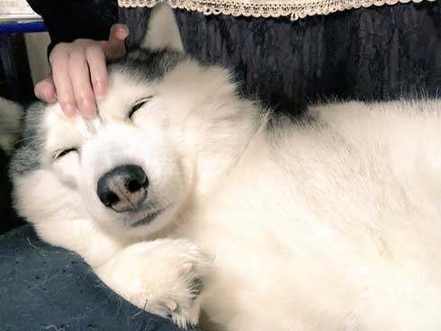 シベリアンハスキー 犬 シルビア 猫より弱い 泣き言