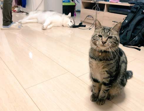 シベリアンハスキー 犬 シルビア 猫より弱い 泣き言