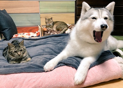 シベリアンハスキー 犬 シルビア 猫より弱い 泣き言