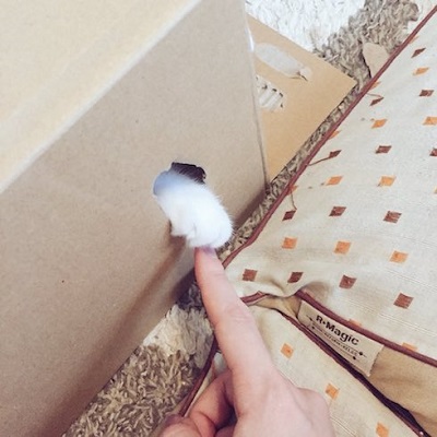 ダンボールから手だけ出す猫