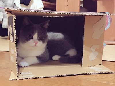 ダンボール猫