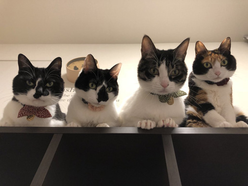 猫 寝坊 飼い主 圧 視界 ご飯