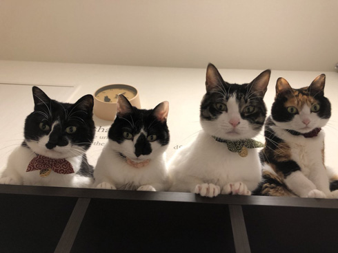 猫 寝坊 飼い主 圧 視界 ご飯