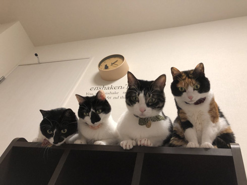 猫 寝坊 飼い主 圧 視界 ご飯