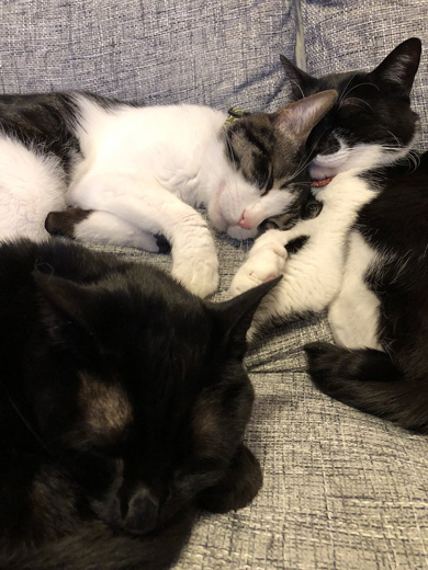 猫 寝坊 飼い主 圧 視界 ご飯