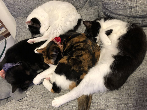 猫 寝坊 飼い主 圧 視界 ご飯