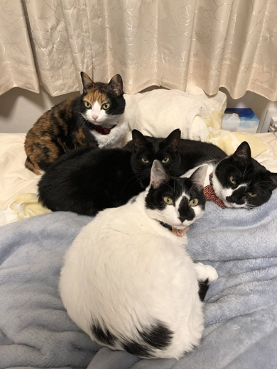 猫 寝坊 飼い主 圧 視界 ご飯