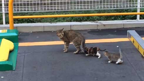 野良猫 親子 移動 子猫 誘導