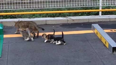 野良猫 親子 移動 子猫 誘導