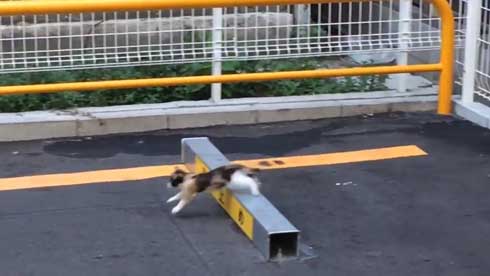 野良猫 親子 移動 子猫 誘導