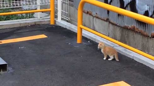 野良猫 親子 移動 子猫 誘導