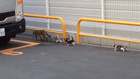野良猫 親子 移動 子猫 誘導