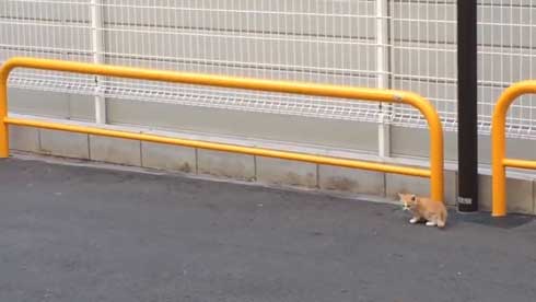 野良猫 親子 移動 子猫 誘導