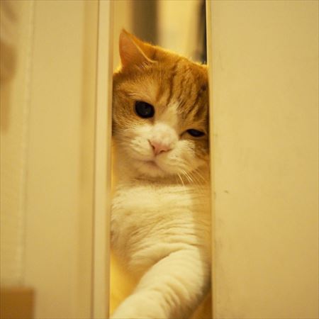 猫
