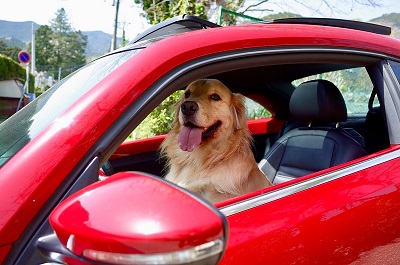こー君　ドライブ