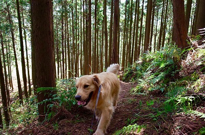 こー君　ドライブ