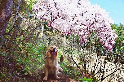 こー君　ドライブ