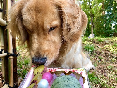 こー君　ドライブ