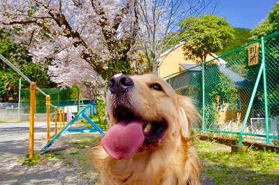 こー君　ドライブ