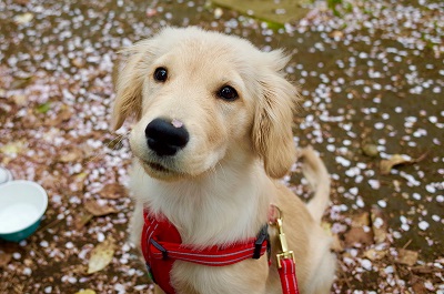 こー君　ドライブ