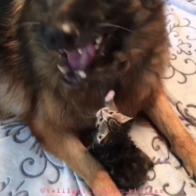 twilight_foster_kittens