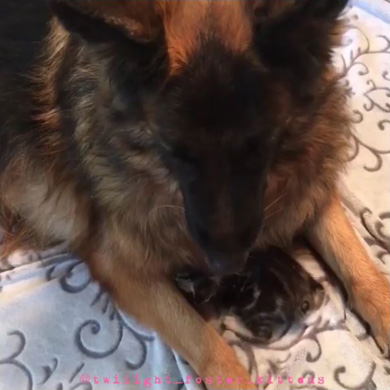 twilight_foster_kittens