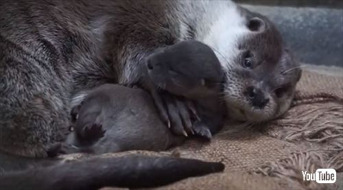 のいち動物公園ユーラシアカワウソ
