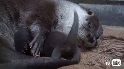のいち動物公園ユーラシアカワウソ