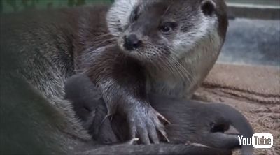 のいち動物公園ユーラシアカワウソ