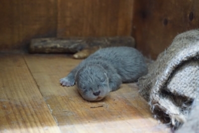 のいち動物公園ユーラシアカワウソ